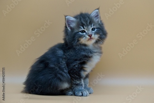 Siberian kitten on colored backgrounds