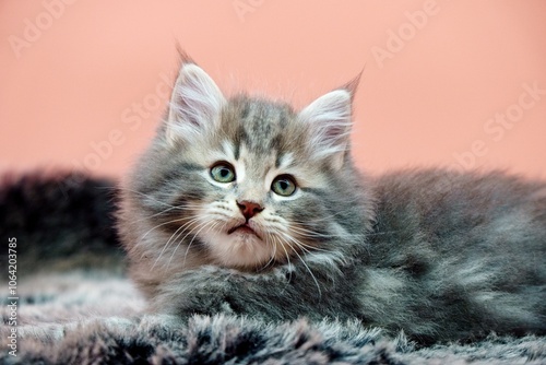 Siberian kitten on colored backgrounds