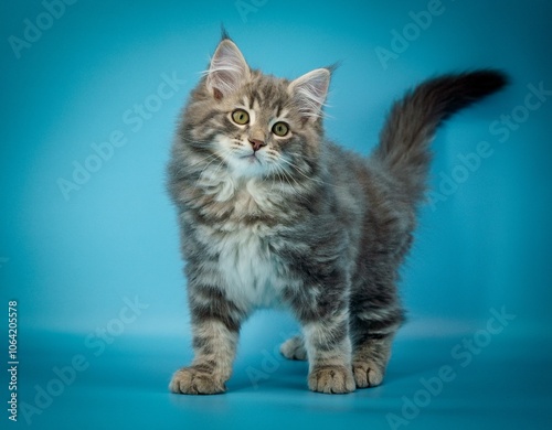 Siberian kitten on colored backgrounds
