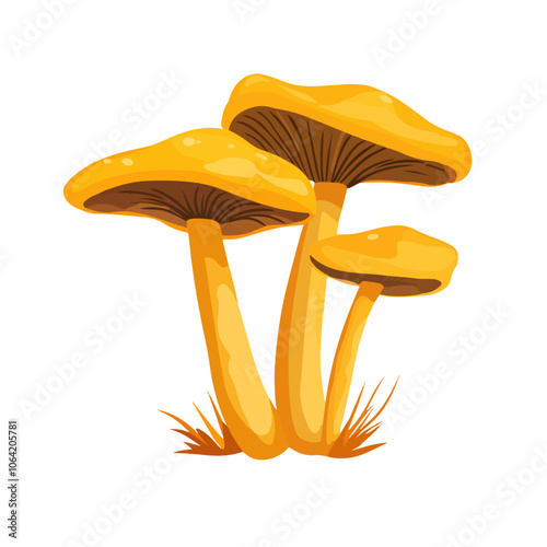 chanterelle mushrooms