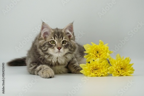 Принти на полотні Siberian kitten on colored backgrounds