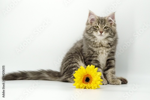 Siberian kitten on colored backgrounds