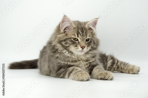Siberian kitten on colored backgrounds