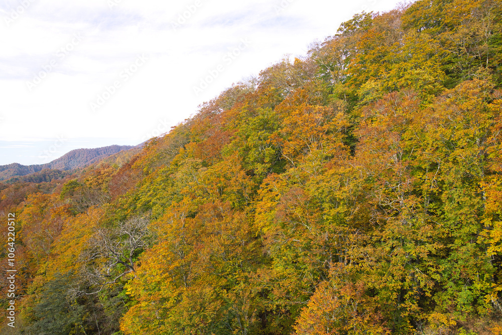 Akita,Japan - October 29, 2024: Beautiful leaves around Oyu Tunnel in autumn in Akita, Japan Akita,Japan - October 29, 2024: Beautiful leaves around Oyu Tunnel in autumn in Akita, Japan
