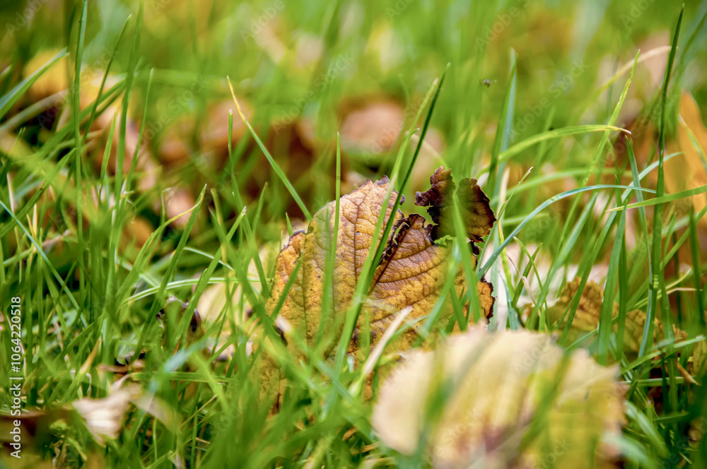 Colorful leaves in the grass, fall season Colorful leaves in the grass, fall season