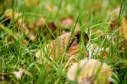 Colorful leaves in the grass, fall season