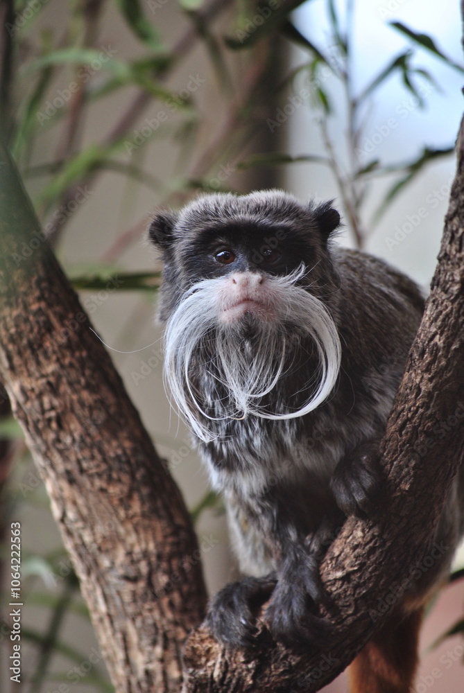 Obraz premium Monkey
