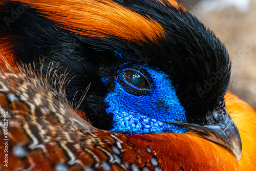 Portrait of Temminck’s Tragopan (Tragopan temminckii) photo