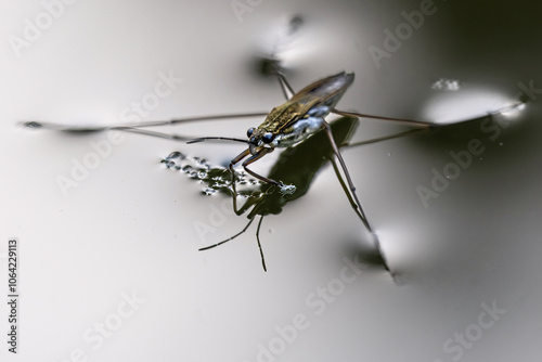 Common Water Strider Using Surface Tension to Walk on Water photo