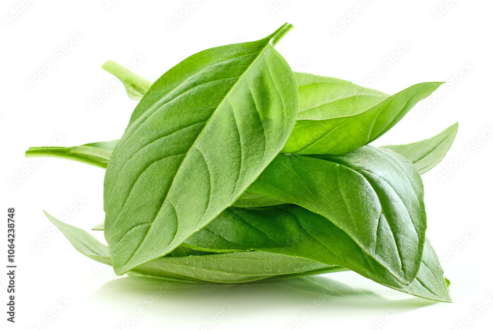 Obraz premium fresh green basil leaf