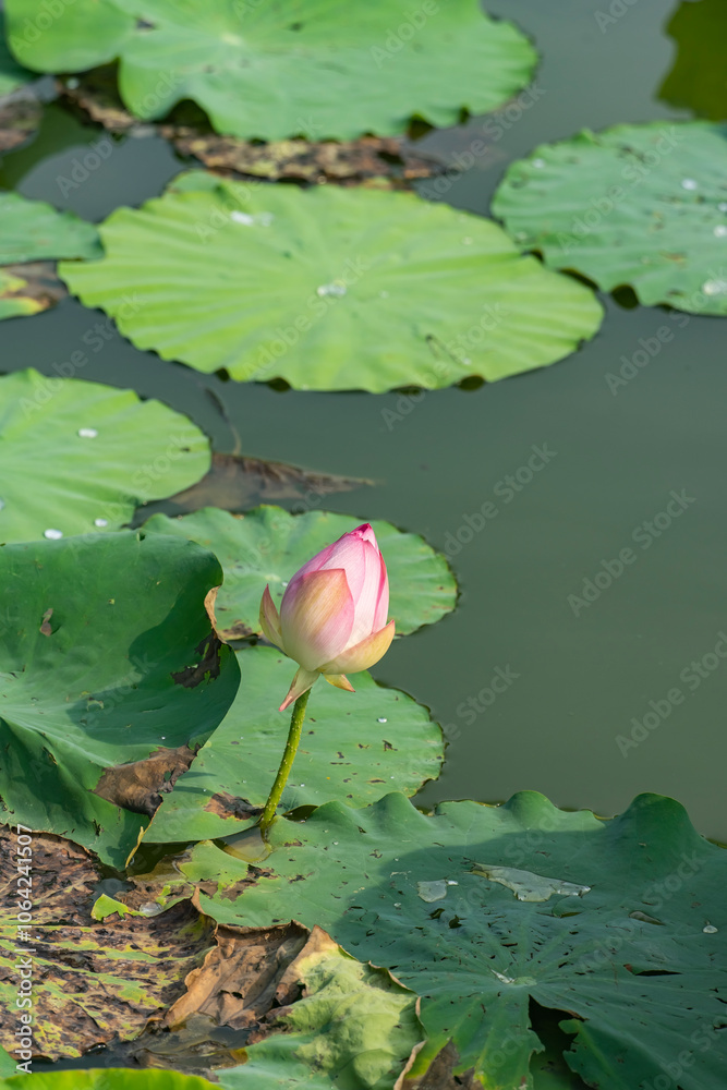 lotus flower blooming in summer pond with green leaves as background lotus flower blooming in summer pond with green leaves as background