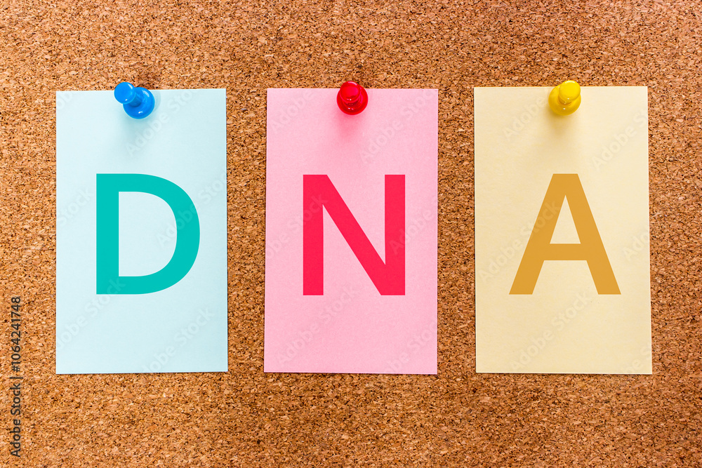 Conceptual 3 letters keyword DNA (Deoxyribonucleic Acid) on multicolored stickers attached to a cork board. Conceptual 3 letters keyword DNA (Deoxyribonucleic Acid) on multicolored stickers attached to a cork board.