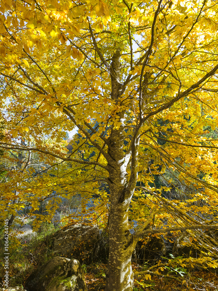 Autumn panorama of Vitosha Mountain, Bulgaria Autumn panorama of Vitosha Mountain, Bulgaria