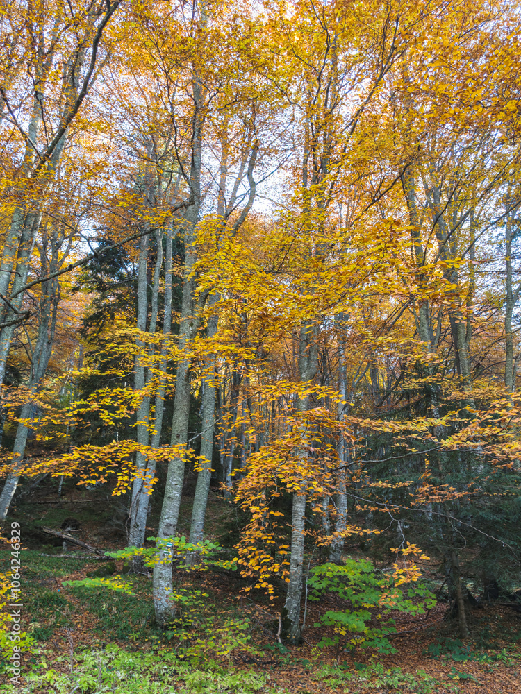 Obraz premium Autumn panorama of Vitosha Mountain, Bulgaria