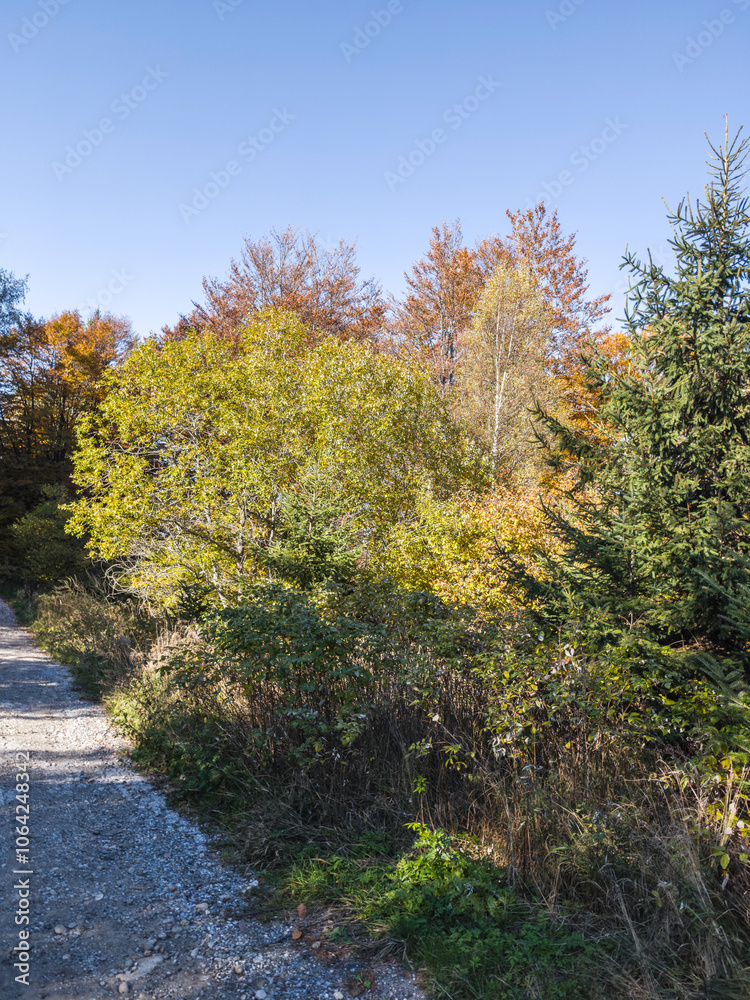 Autumn panorama of Vitosha Mountain, Bulgaria Autumn panorama of Vitosha Mountain, Bulgaria