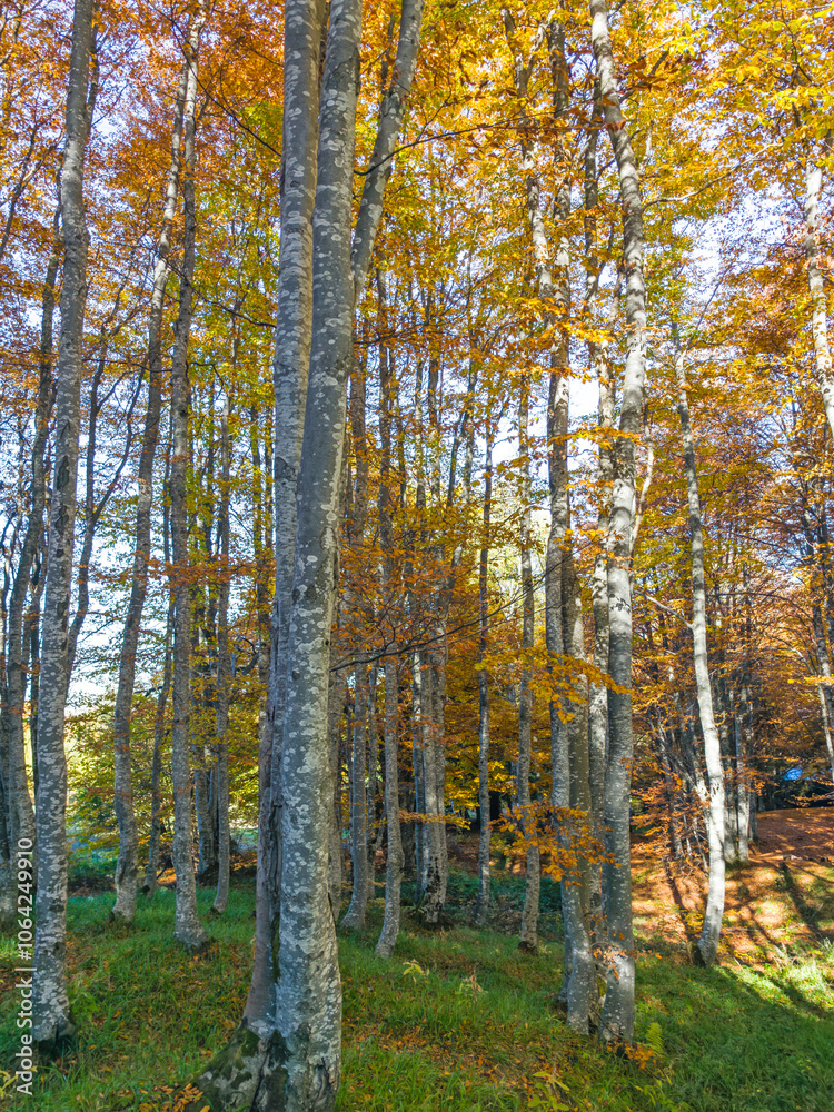 Autumn panorama of Vitosha Mountain, Bulgaria Autumn panorama of Vitosha Mountain, Bulgaria