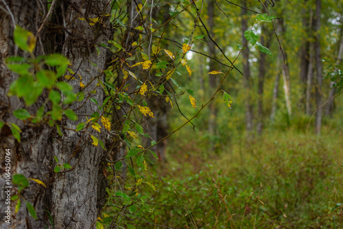 Montana autumn forest foliage