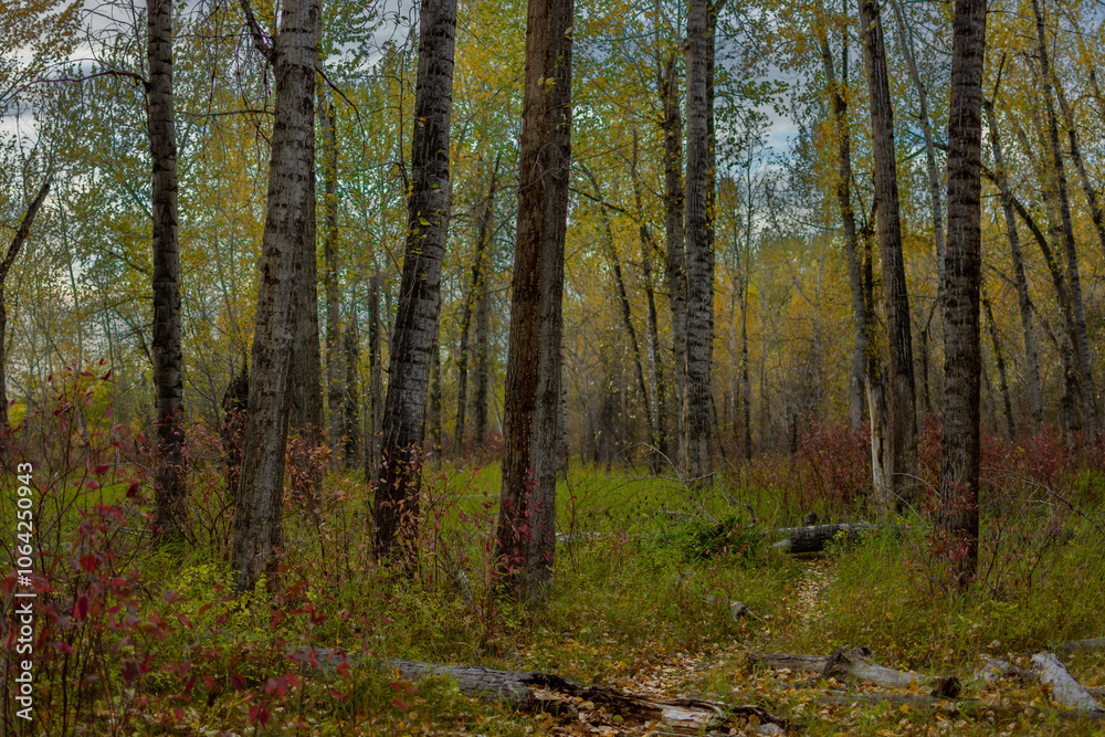 Fototapeta premium Montana autumn forest foliage