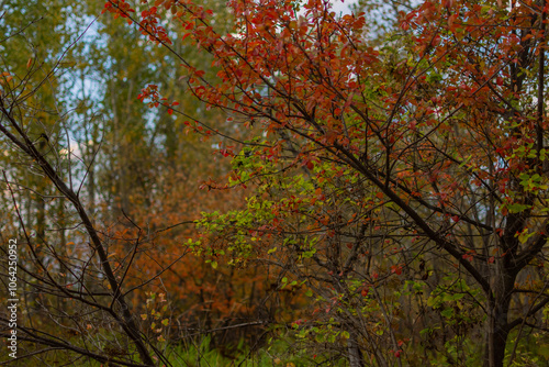 Vibrant autumn Montana foliage