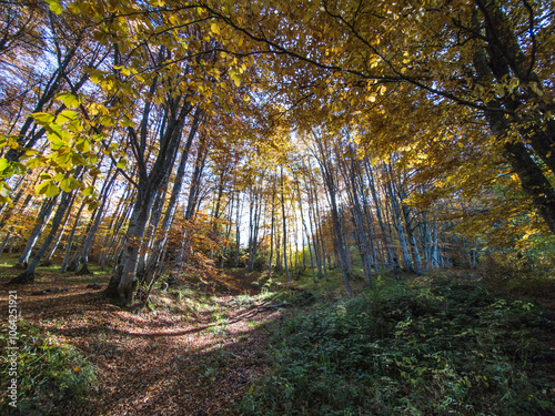 Autumn panorama of Vitosha Mountain, Bulgaria