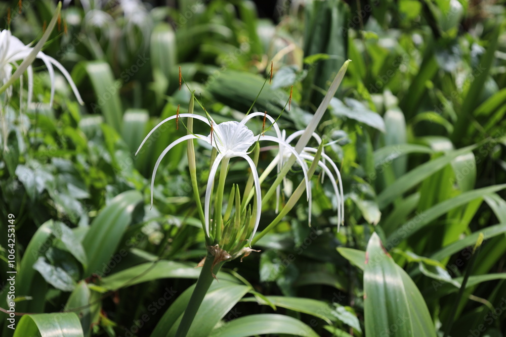 Fototapeta premium single white blossom with long sender drooping petals and bright orange stamen atop long dark green stems