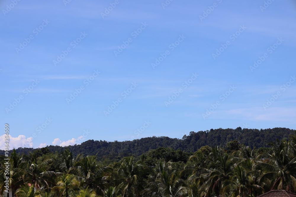 palm grove and rain forest covered ridge under clear blue skies palm grove and rain forest covered ridge under clear blue skies