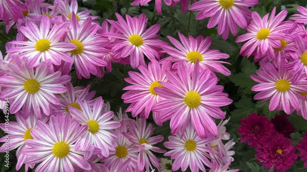 Pink daisy-like chrysanthemums blooming in the greenhouse Pink daisy-like chrysanthemums blooming in the greenhouse