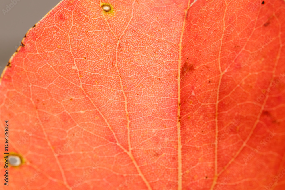 Fototapeta premium 秋・紅葉して赤く染まった木の落ち葉のアップ・マクロ撮影 季節のテクスチャー背景 葉の葉脈汚れシミ 自然の質感