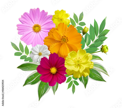 Colorful Cosmos flowers bouquet isolated on transparent background