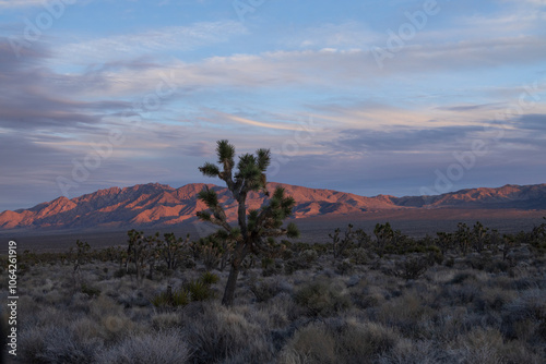 Joshua tree in the desert at sunset photo