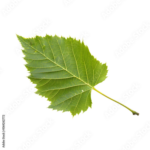 Isolated single birch leaf on a transparent background, highlighting natural beauty and delicate structure.