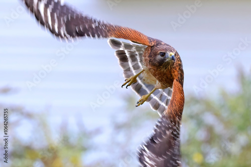 Red shouldered hawk in flight.  photo