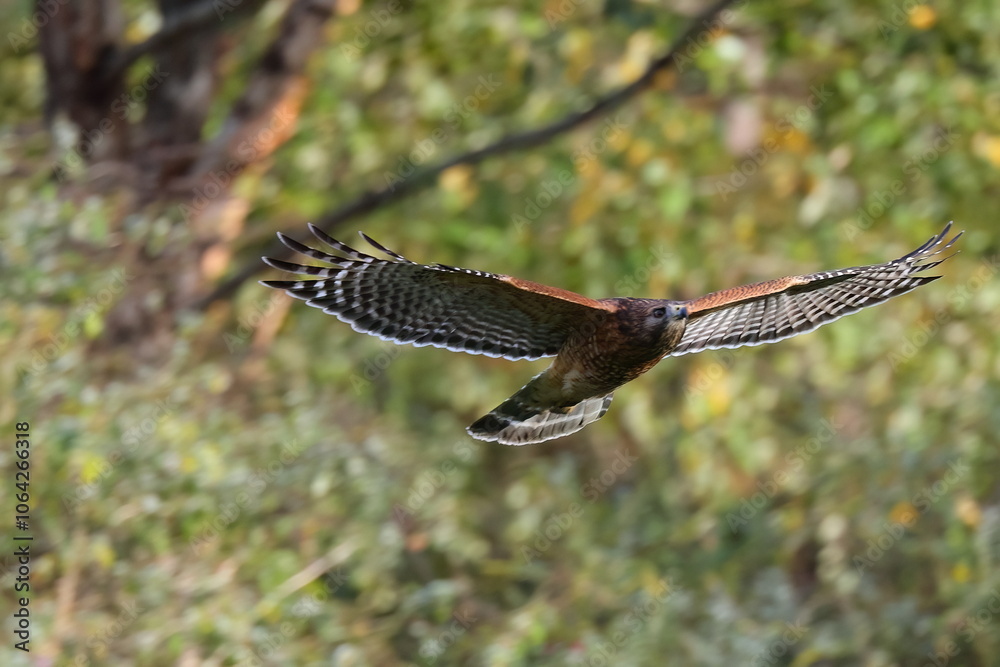 Fototapeta premium Red shoulderhawk in flight. 