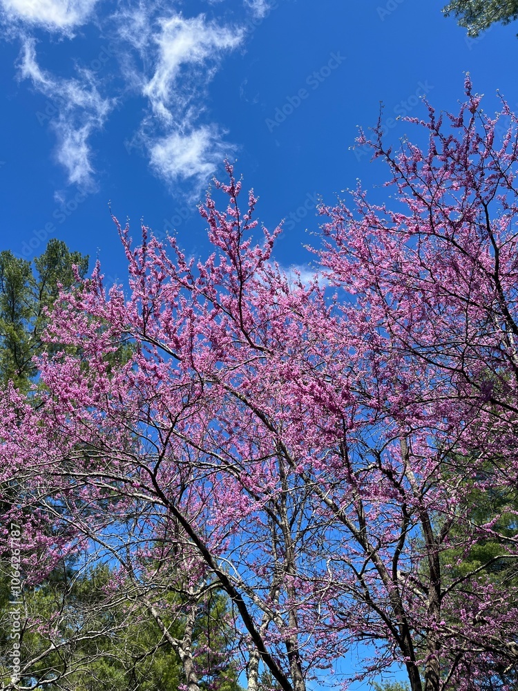 Blossoming Tree in North Carolina. March 2024 Blossoming Tree in North Carolina. March 2024