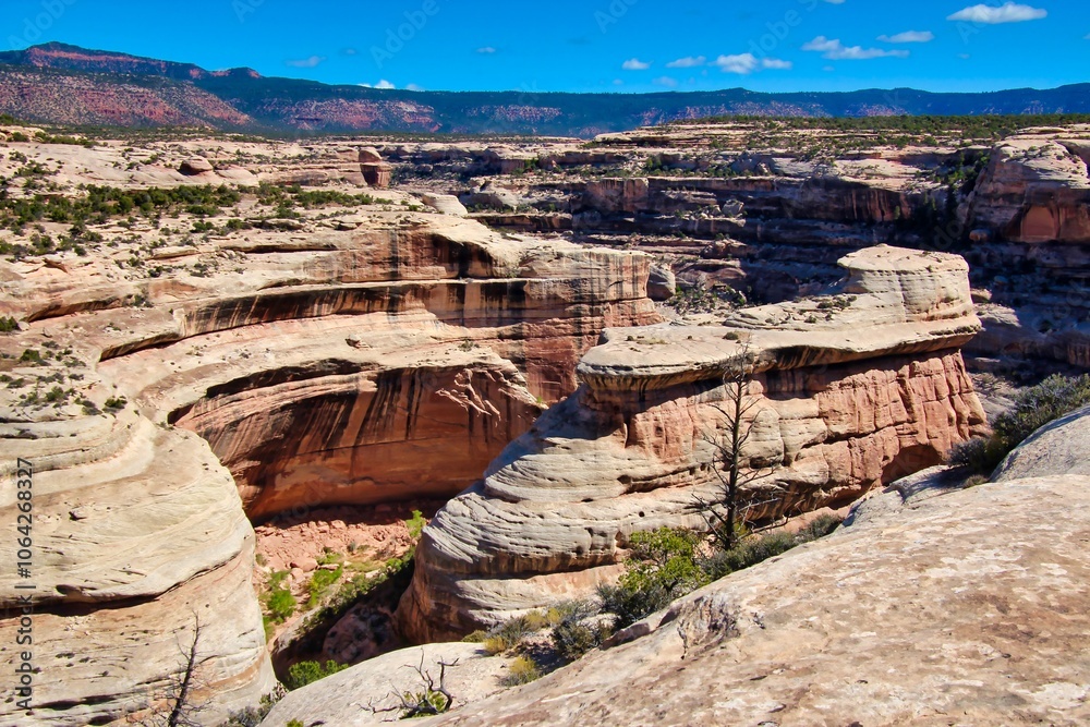 Fototapeta premium Fall View of White Canyon in Natural Bridges National Monument in Utah.