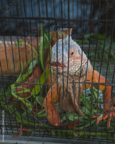 Green Iguana in Cage