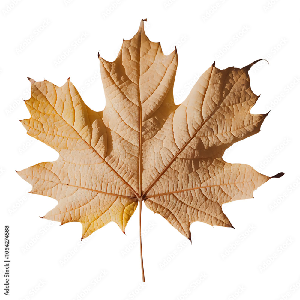 Yellow maple leaf with detailed texture, ideal for fall-themed decor, seasonal marketing, and nature-inspired artwork or photography.