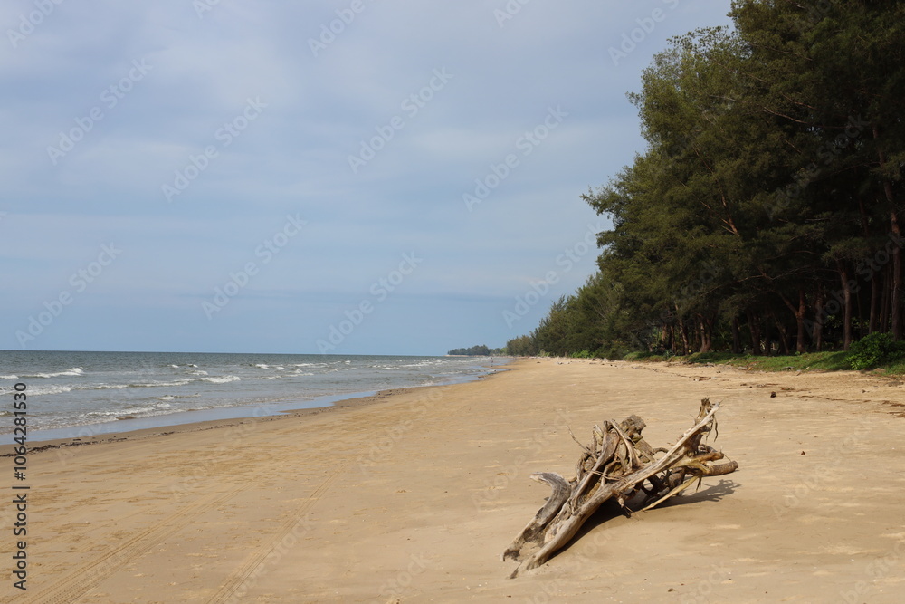lone driftwood tree stump lays on endless sandy beach and blue sea against densely forested shoreline lone driftwood tree stump lays on endless sandy beach and blue sea against densely forested shoreline