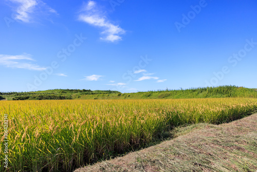 秋の田園風景 愛知県常滑市