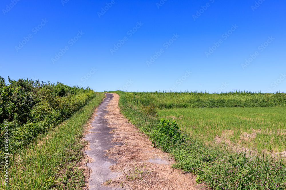 秋の田園風景 愛知県常滑市 秋の田園風景 愛知県常滑市