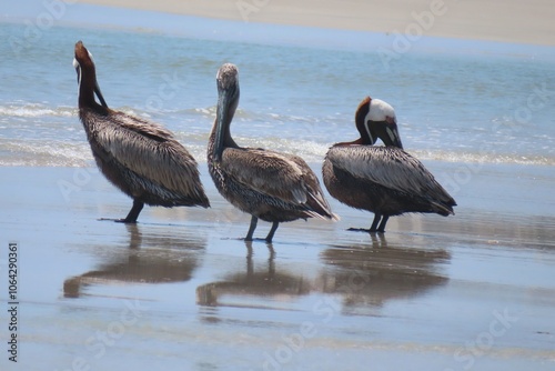 Εκτύπωση καμβά Group of pelicans on ocean background in Atlantic coast of North Florida