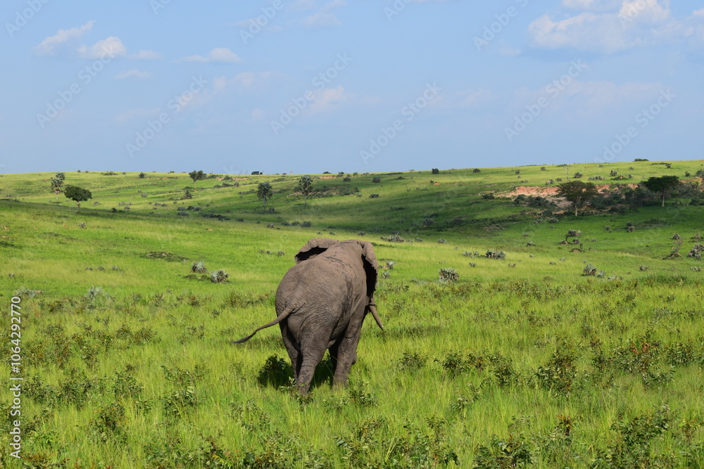 Fototapeta premium elephant in the savannah