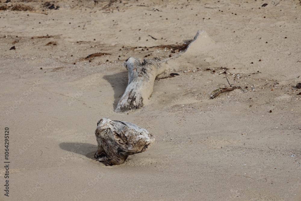 driftwood partially buried in soft beach sand driftwood partially buried in soft beach sand