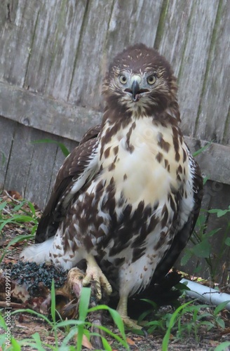 Cooper's hawk hunting in the yard in Florida nature, closeup