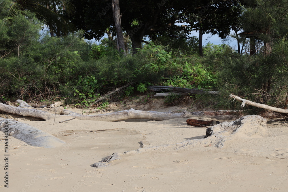 Obraz premium assorted driftwood pieces stacked against forested shore line and partially buried in soft beach sand
