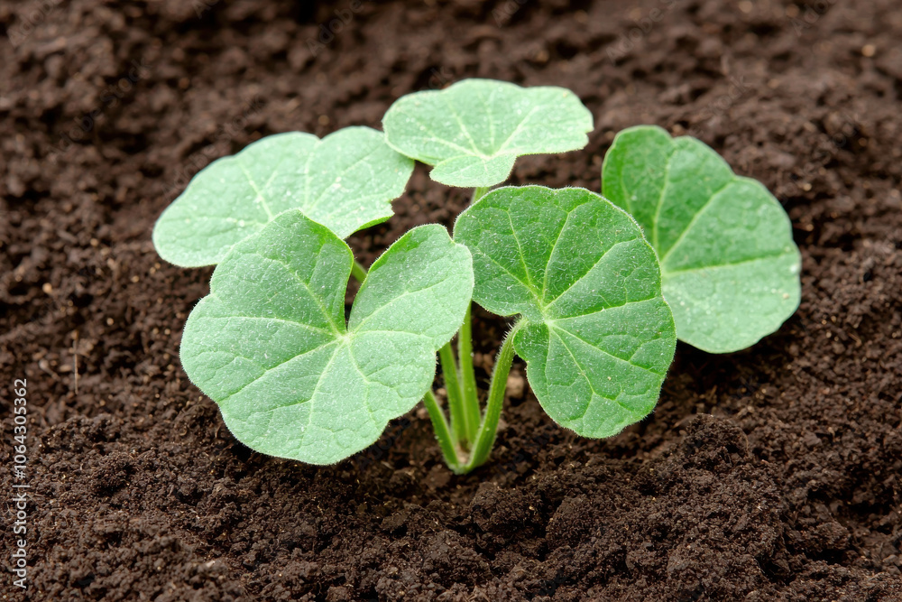 Fresh green plant sprouting from dark soil, symbolizing new beginnings and hope Fresh green plant sprouting from dark soil, symbolizing new beginnings and hope