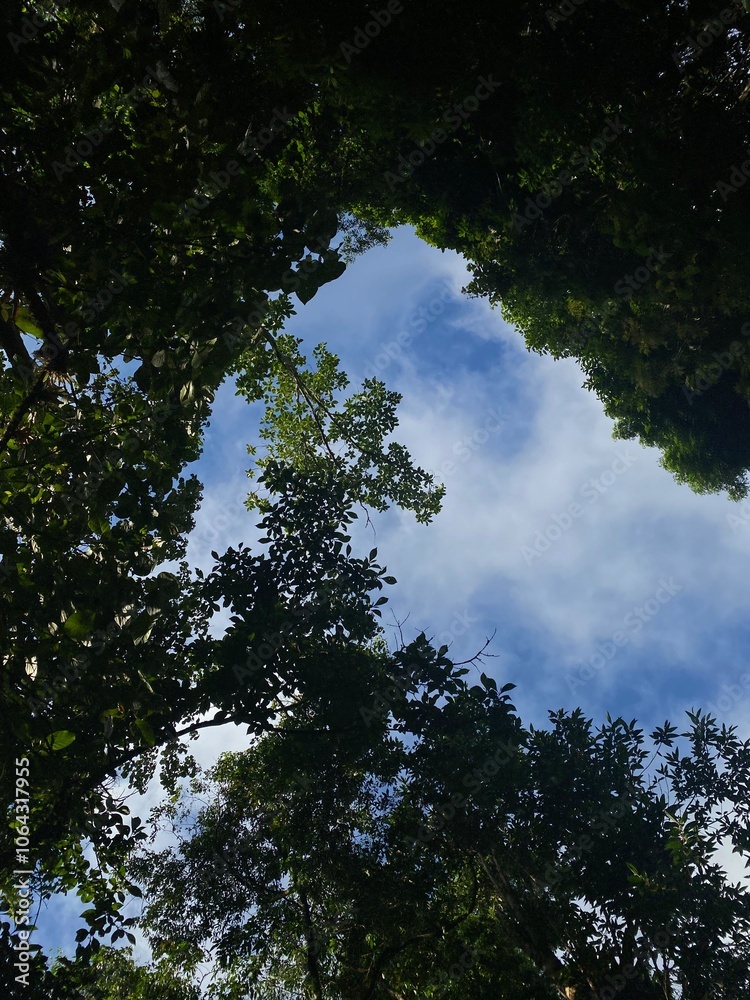 trees and clouds