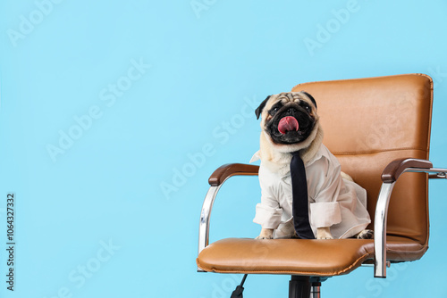 Funny pug dog with necktie in office chair on blue background photo