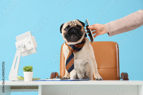 Funny pug dog with necktie receiving mobile phone from secretary at desk on blue background photo