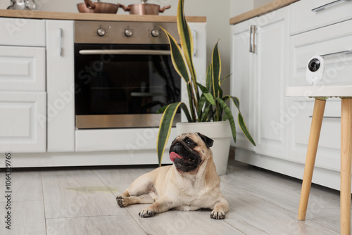 Cute pug dog lying on floor under video surveillance in kitchen photo